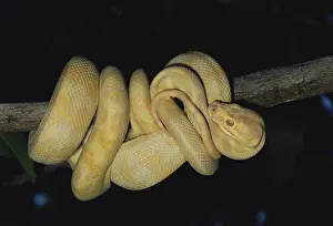 Diamond: Albino Carpet Python
