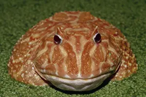 Albinism: Albino Chaco Horned Frog