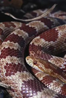 Bred: Albino Corn Snake