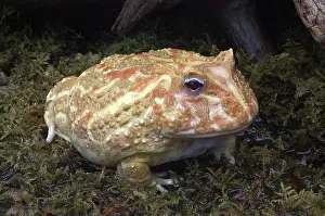 Pacman: Albino Cranwell's Horned Frog