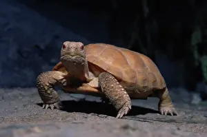Cryptodira: Albino Desert Tortoise