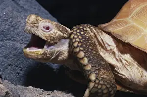 Cryptodira: Albino Desert Tortoise