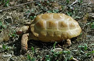 Cryptodira: Albino Desert Tortoise