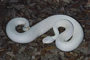Genetic: Albino Eastern Diamondback Rattlesnake