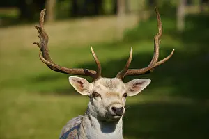 Morph: Albino fallow deer (Dama dama)