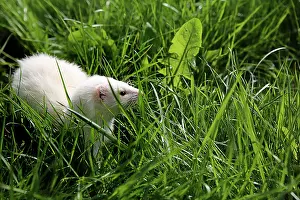 Albino: Albino ferret in the grass - France