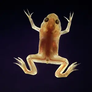 Clawed: Albino Frog