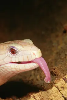 Gigas: Albino Giant Blue Tongued Skink (Tiliqua gigas)