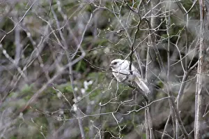 Mutation: Albino gray jay sitting on branch