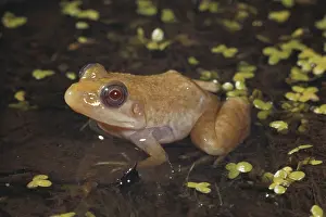 Genetic: Albino Green Frog