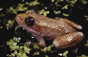 Ranidae: Albino Green Frog