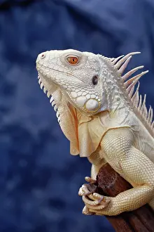 Coloration: Albino Green Iguana