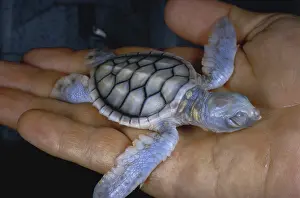 Genetic: Albino Green Sea Turtle