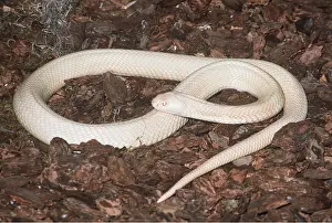 Albino: Albino Hooded Indian Cobra