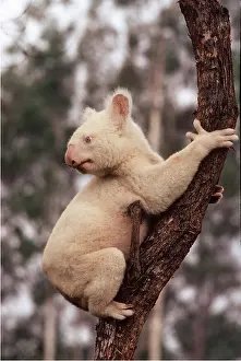 Albino: ALBINO KOALA - in tree