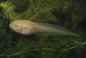 Tadpole: Albino Leopard Frog Tadpole