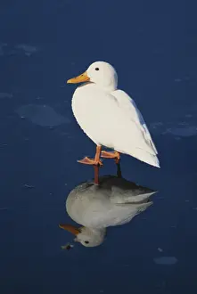 Genetic: Albino Mallard Duck