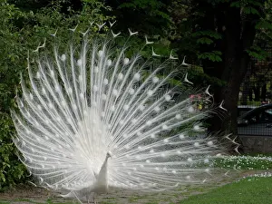 Albino: Albino peacock with open fan at Belgrade