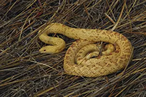 Melanoleucus: Albino Pine Snake