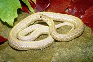 Nebraskan: Albino Plains Garter Snake