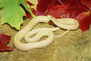 Thamnophis: Albino Plains Garter Snake
