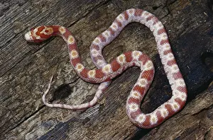 Bred: Albino Red Corn Snake