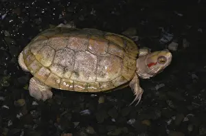Emydidae: Albino Red-eared slider