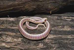 Sided: Albino Red-sided Garter Snake