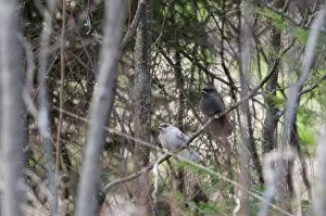 Mutation: Albino and regular gray jays sitting on branch