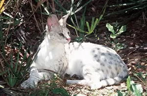 Shade: ALBINO SERVAL - resting