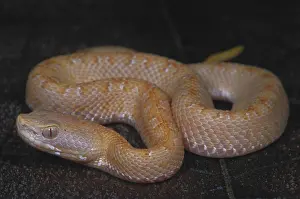 Genetic: Albino Slender Hognosed Pitviper