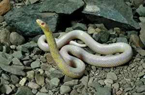 Kingsnake: Albino Speckled Kingsnake
