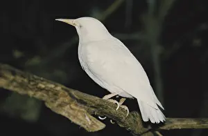 Genetic: Albino Starling