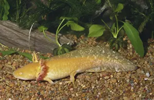 Caudata: Albino Tiger Salamander Larva