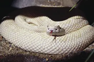 Albinic: Albino Western Diamondback
