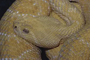 Albinic: Albino Western Diamondback