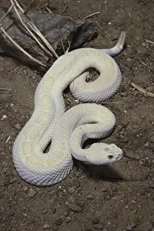 Genetic: Albino Western Diamondback