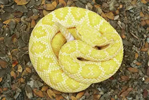 Coil: Albino Western Diamondback Rattlesnake