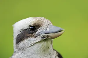 Joyful: Alcedinidae