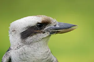 Joyful: Alcedinidae