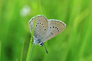 Lycaena: Alcon Blue Alcon Large Blue