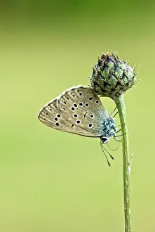 Maculinea: Alcon blue - Underside, resting on plant