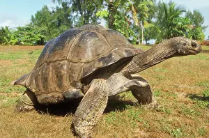 Aldabra: Aldabra Giant TORTOISE