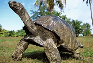Aldabra: Aldabra Giant TORTOISE