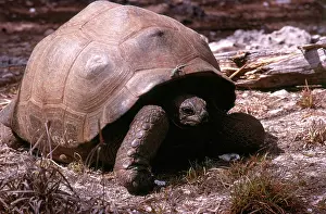 Geochelone: Aldabra Giant Tortoise