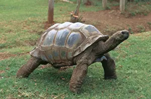 Geochelone: Aldabra Giant Tortoise