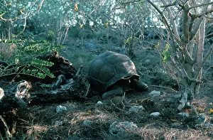 Geochelone: Aldabra Giant Tortoise