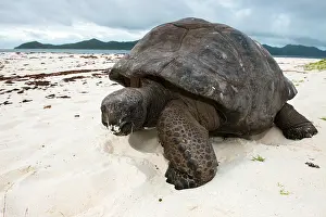 Geochelone: Aldabra Giant Tortoise