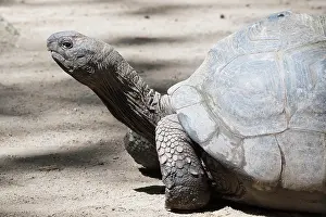 Gigantea: Aldabra giant tortoise (Aldabrachylis gigantea)
