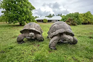 Tortoise: Aldabra Giant Tortoise - Bird Island - Seychelles